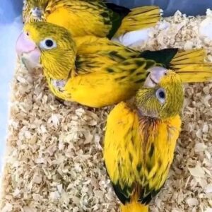 Golden Conure Parrots Babies For Adoption