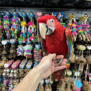 Green Wing Macaw Parrot for Sale | Hand-Raised
