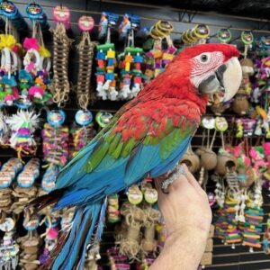 Green Wing Macaw Parrot for Sale | Hand-Raised