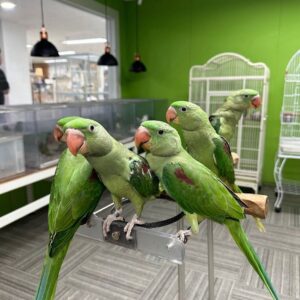 Alexandrine Parakeet Parrots | Exotic Pet Birds