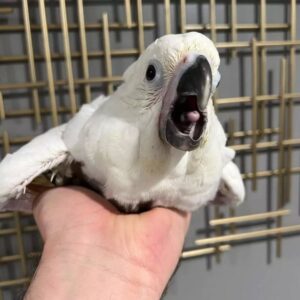 Baby Umbrella Cockatoo for Sale | Hand-Raised Birds