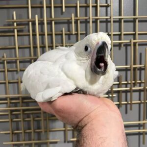 Baby Umbrella Cockatoo for Sale | Hand-Raised Birds