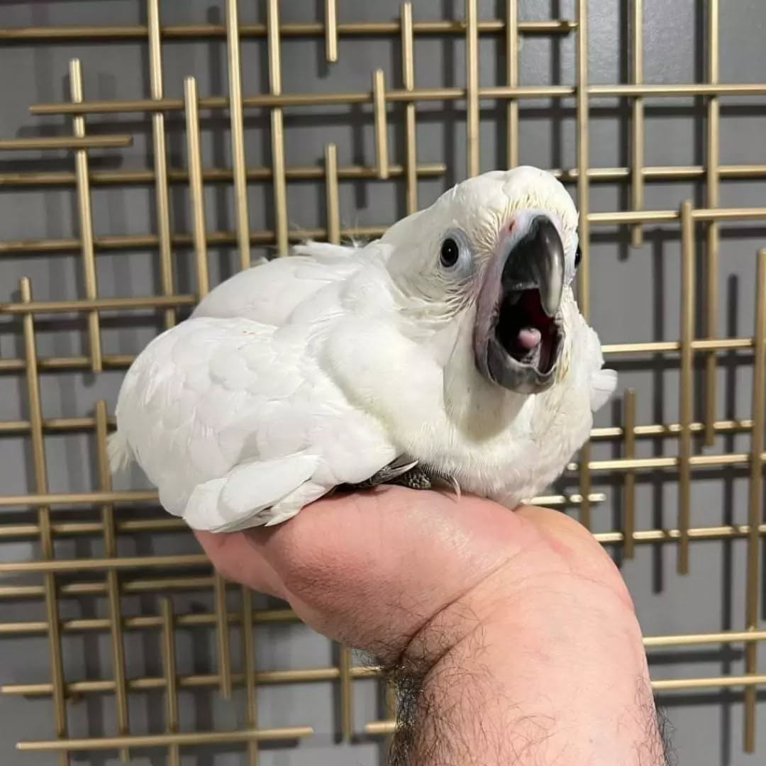 Baby Umbrella Cockatoo for Sale | Hand-Raised Birds