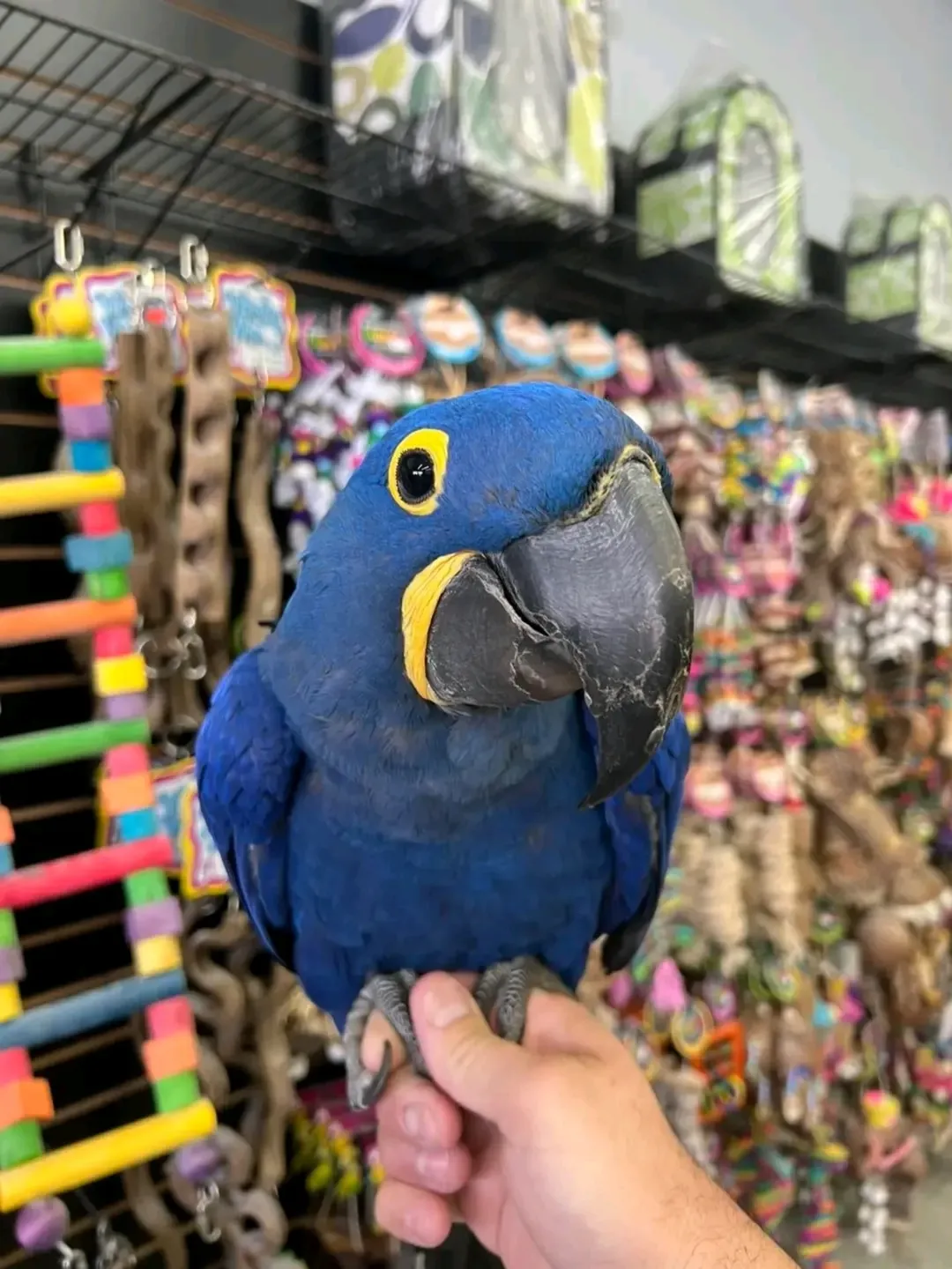 hyacinth macaw parrot for adoption