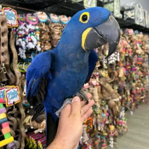Hyacinth Macaw parrot for adoption