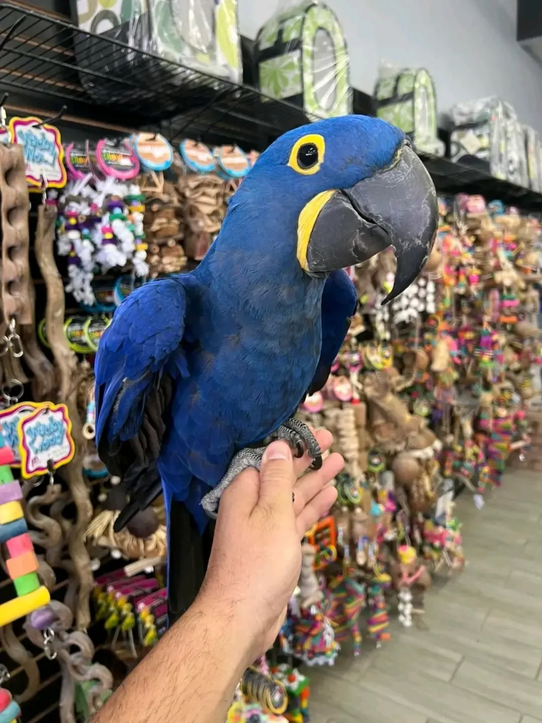 Hyacinth Macaw parrot for adoption