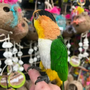 Caique Parrot for Sale | Playful & Colorful Birds
