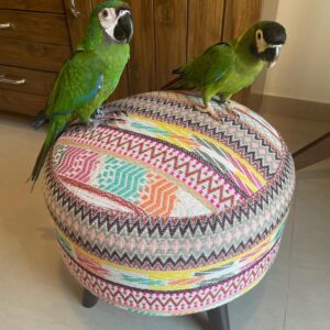 Hahn’s Macaw Parrot for Sale | Healthy Pet Birds