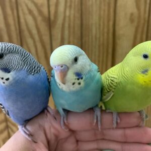 Buy Budgies | Friendly & Affordable Pet Birds