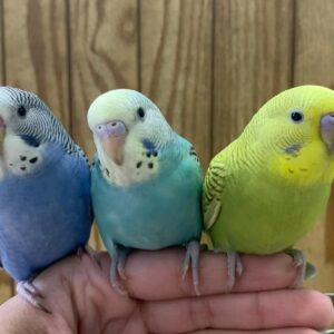 Buy Budgies | Friendly & Affordable Pet Birds