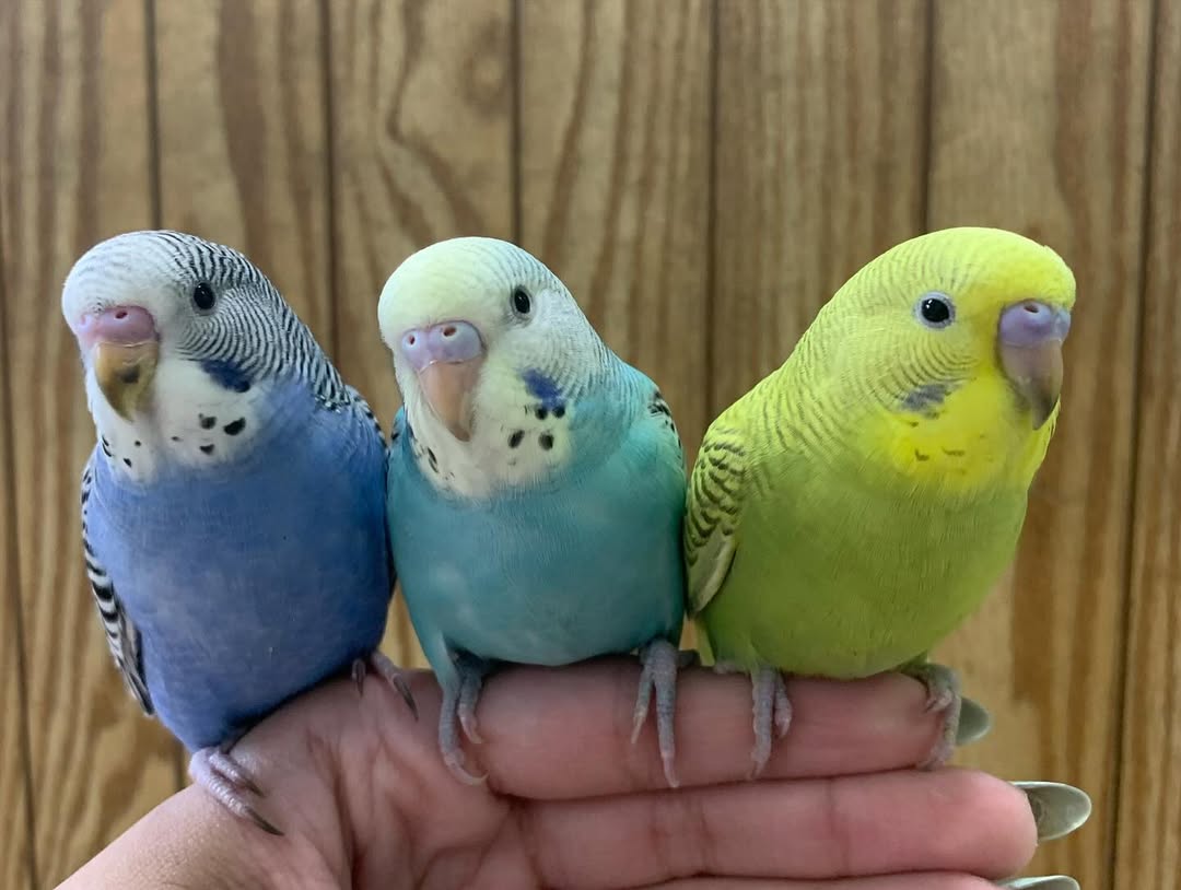 Buy Budgies | Friendly & Affordable Pet Birds