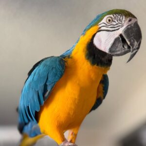 Blue & Gold Macaw for Adoption | Rescue Parrots