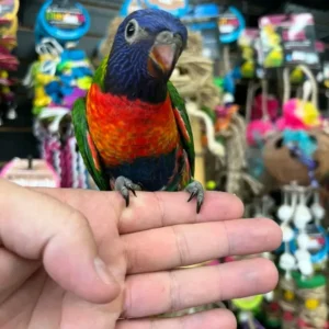 Buy Rainbow Lorikeets | Friendly Exotic Parrots