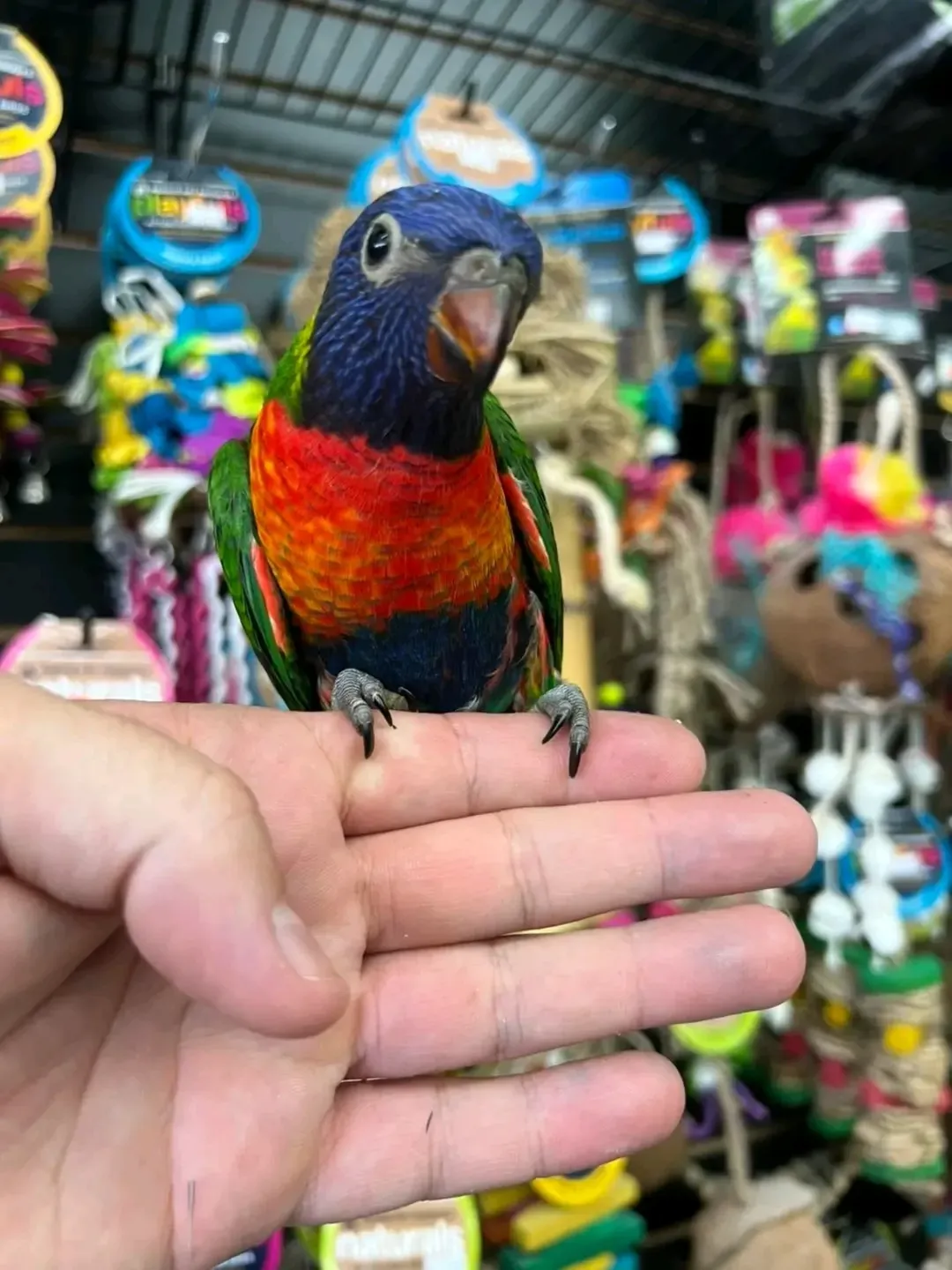 Buy Rainbow Lorikeets | Friendly Exotic Parrots