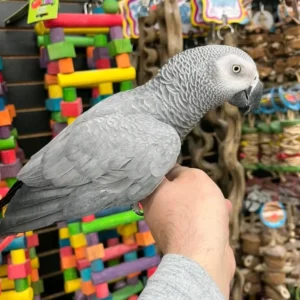 African Grey Parrots for Sale | Trusted Breeders