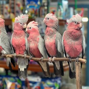 Buy Galah Cockatoo Parrots | Trusted Breeders