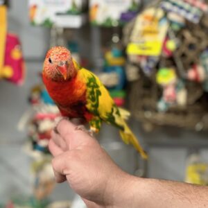 Red Lorikeets | Vibrant & Playful Pet Birds