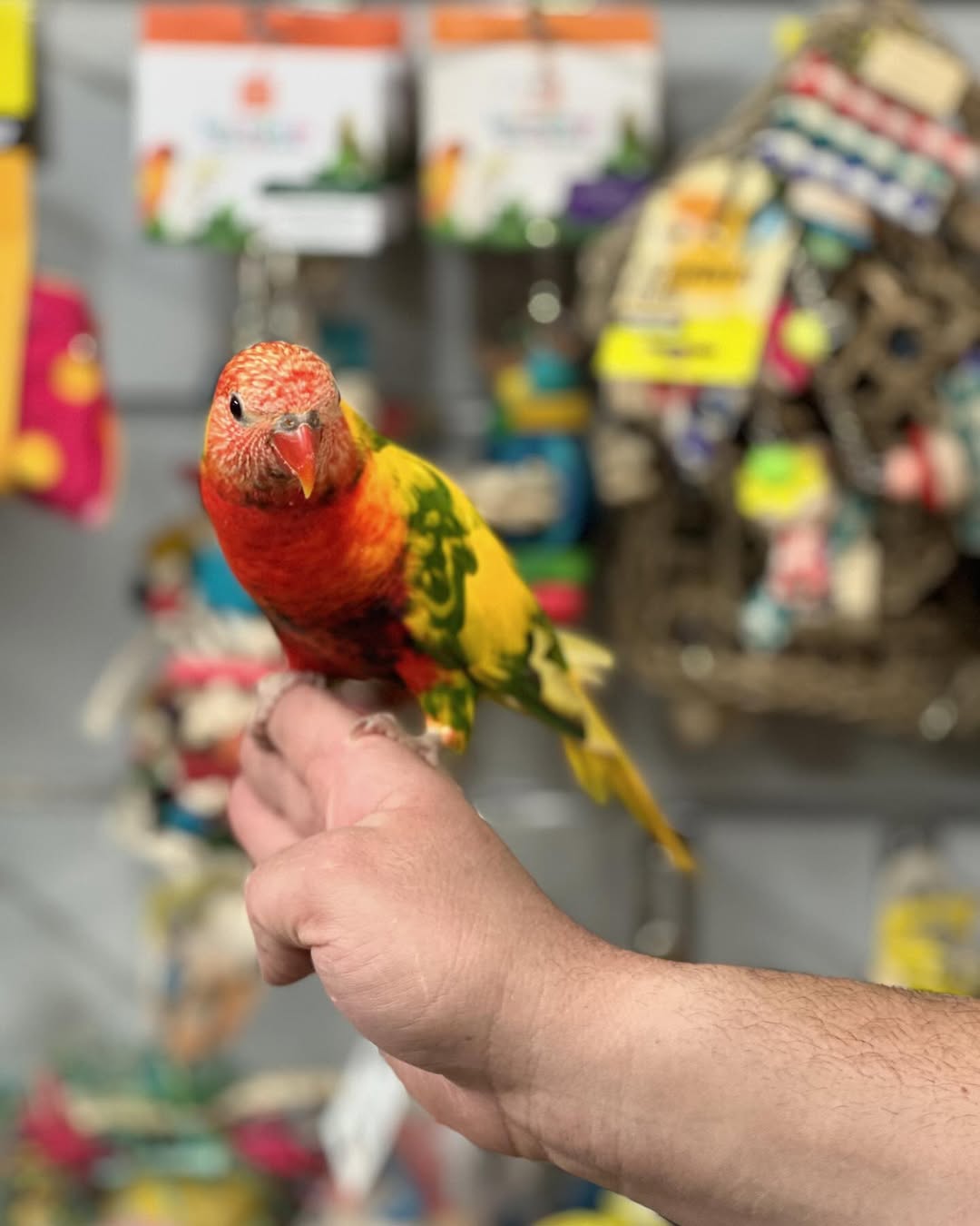 Red Lorikeets | Vibrant & Playful Pet Birds