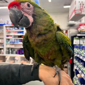 Military Macaw for Adoption | Loving Exotic Birds