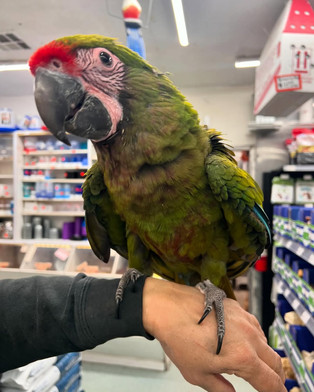 Gracey – Military Macaw Parrot for Sale 🦜💚❤️💙 | Social & Intelligent Companion Meet Gracey, a beautiful Military Macaw, admired for her vibrant green plumage, affectionate personality, and impressive intelligence. Known for forming strong bonds with their owners, Gracey is a loyal and engaging companion ready for a loving home. Bird Details: Name: Gracey Breed: Military Macaw Age: 8–12 Months Old Gender: Female Price: £1,800 Gracey has been hand-raised in a clean and nurturing environment, making her tame, friendly, and well-socialized. She enjoys attention, playtime, and building a close connection with her owner. What Comes with Gracey: Large spacious macaw cage Ownership papers DNA-tested certificate Playing toys 1-year health warranty Certificate of Veterinary Inspection Microchipped for safety and identification We also offer 100% reliable home delivery, ensuring Gracey arrives safely and stress-free to her new home.