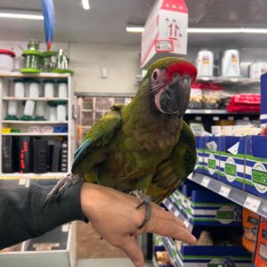 Military Macaw for Adoption | Loving Exotic Birds