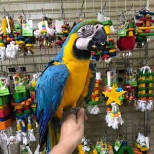 Blue & Gold Macaw Parrot for Adoption | Loving Homes