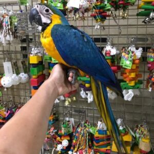 Blue & Gold Macaw Parrot for Adoption | Loving Homes