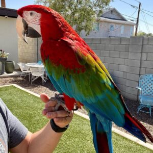 Green-Winged Macaw for Sale | Healthy Parrots