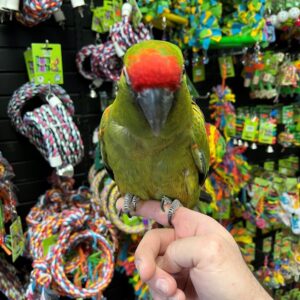 Military Macaw for Sale | Healthy & Hand-Raised