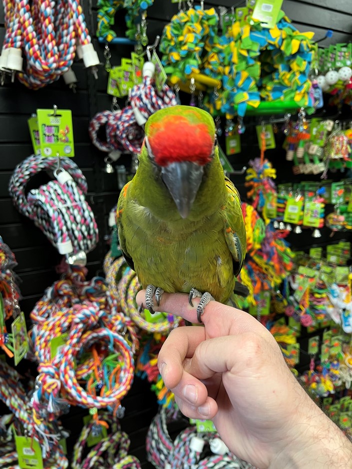 Smokey – 10 Months Old Military Macaw for Sale 🦜💚❤️💙 | Healthy & Hand-Raised Companion Meet Smokey, a stunning Military Macaw, known for his vibrant green plumage and intelligent, affectionate personality. With his strong bond to humans and playful nature, Smokey is a wonderful companion ready for a loving and committed home. Bird Details: Name: Smokey Breed: Military Macaw Age: 10 Months Old Gender: Male Price: £1,800 Smokey has been hand-raised in a clean and nurturing environment, making him tame, friendly, and well-socialized. He enjoys interaction, playtime, and forming strong bonds with his owner. What Comes with Smokey: Spacious cage Ownership papers DNA-tested certificate Playing toys 1-year health warranty Certificate of Veterinary Inspection Microchipped for safety and identification We also offer 100% reliable home delivery, ensuring Smokey arrives safely and stress-free to his new home.