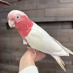 Lutino Rose-Breasted Cockatoo for Sale | Rare Bird