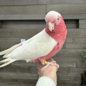Lutino Rose-Breasted Cockatoo for Sale | Rare Bird