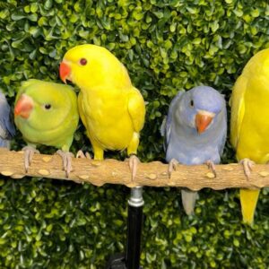Indian Ringneck Parrots | Talkative & Playful Pets