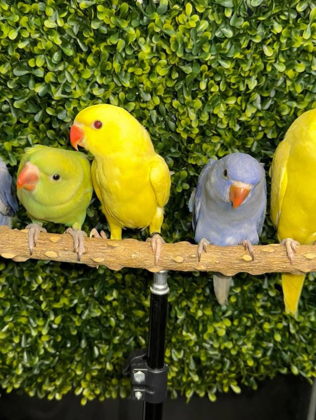 Indian Ringneck Parrots | Talkative & Playful Pets