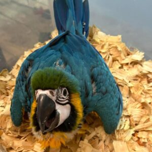 Beautiful Blue & Gold Macaws for Sale | Order Today