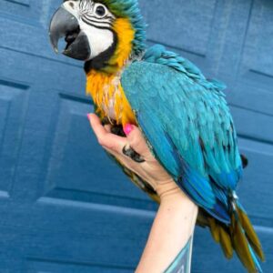 Beautiful Blue & Gold Macaws for Sale | Order Today