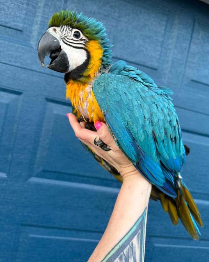 Sunny – Beautiful Blue & Gold Macaw Parrot for Sale 🦜💙💛 Meet Sunny, a truly beautiful Blue & Gold Macaw with a bright personality and a loving heart. True to the name, Sunny brings warmth, joy, and energy wherever she goes. She is affectionate, playful, and highly intelligent—making her an amazing companion for any bird lover. Bird Details: Name: Sunny Breed: Blue & Gold Macaw Age: 5 Months Old Gender: Female Price: £500 Sunny has been hand-raised in a caring environment and is very tame, friendly, and well-socialized. She loves attention, enjoys cuddles, and is already showing excellent potential for talking and learning tricks. What Comes with Sunny: Large spacious cage Ownership papers DNA-tested certificate Playing toys 1-year health warranty Certificate of Veterinary Inspection Microchipped for safety and identification We also offer 100% reliable home delivery, ensuring Sunny arrives safely and comfortably to her new home.