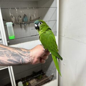 Hahn’s Macaw Parrots for Adoption | Friendly & Playful Companions