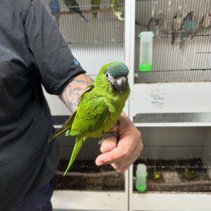 Hahn’s Macaw Parrots for Adoption | Friendly & Playful Companions