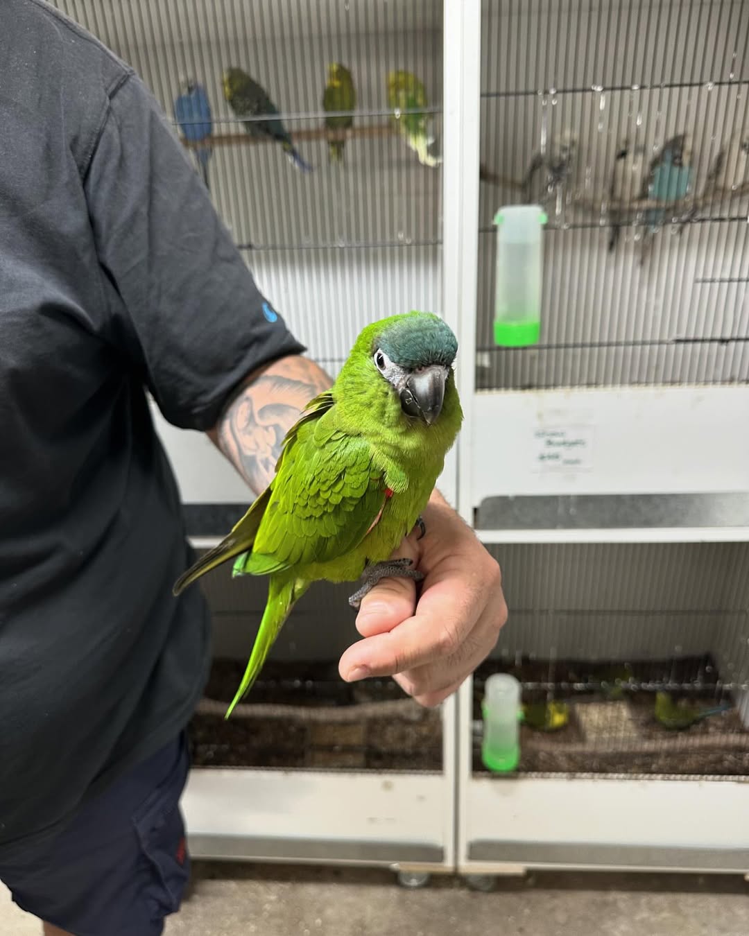 Hahn’s Macaw Parrots for Adoption | Friendly & Playful Companions