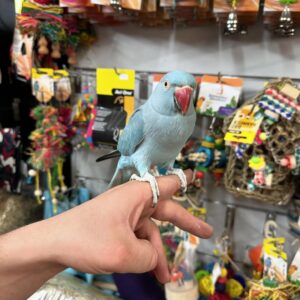 Indian Ringneck Parrots | Vibrant Exotic Birds