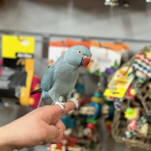 Indian Ringneck Parrots | Vibrant Exotic Birds