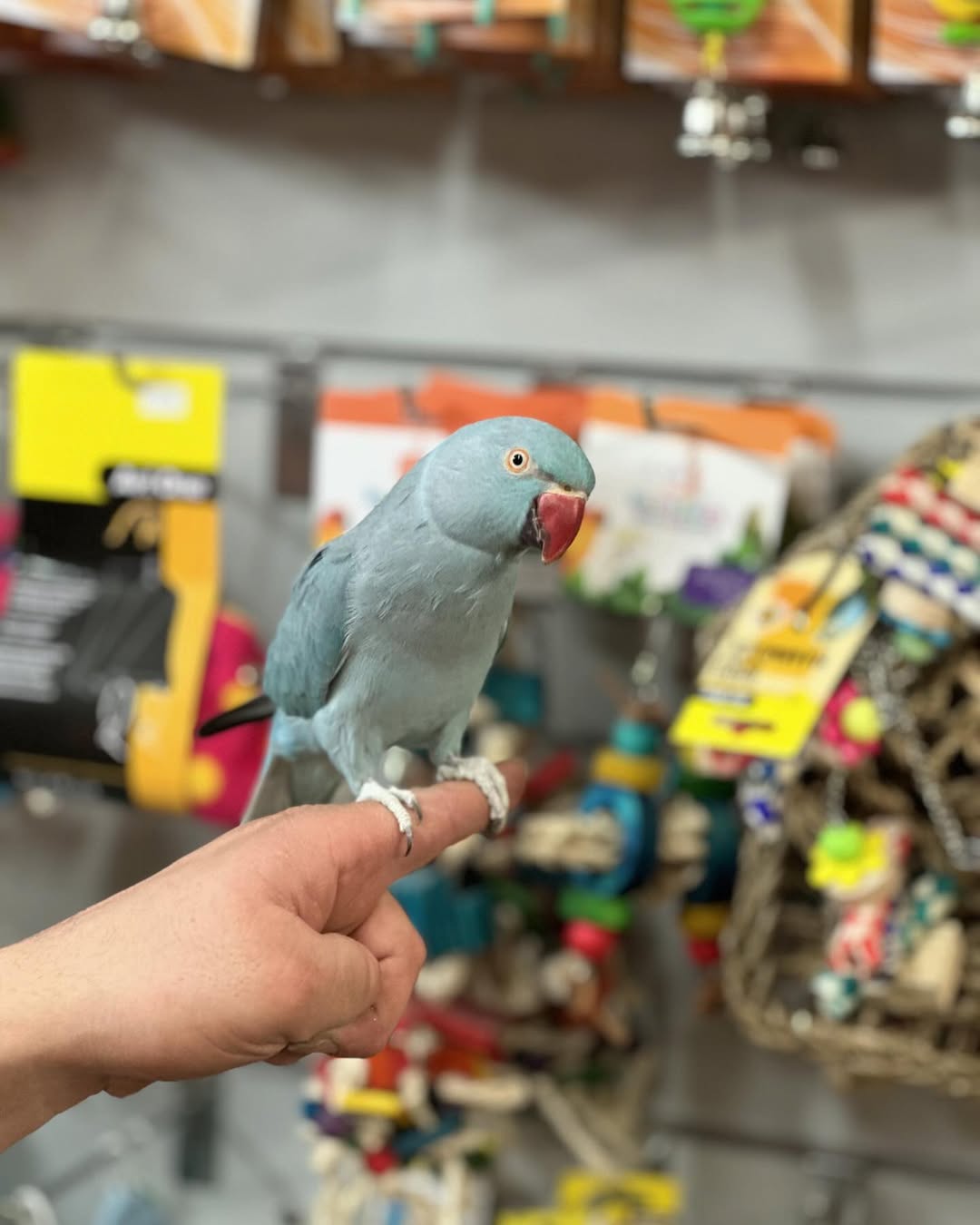 Indian Ringneck Parrots | Vibrant Exotic Birds
