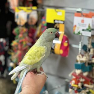 Indian Ringneck Parakeets | Smart & Social Pets