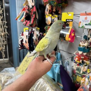 Indian Ringneck Parakeets | Smart & Social Pets