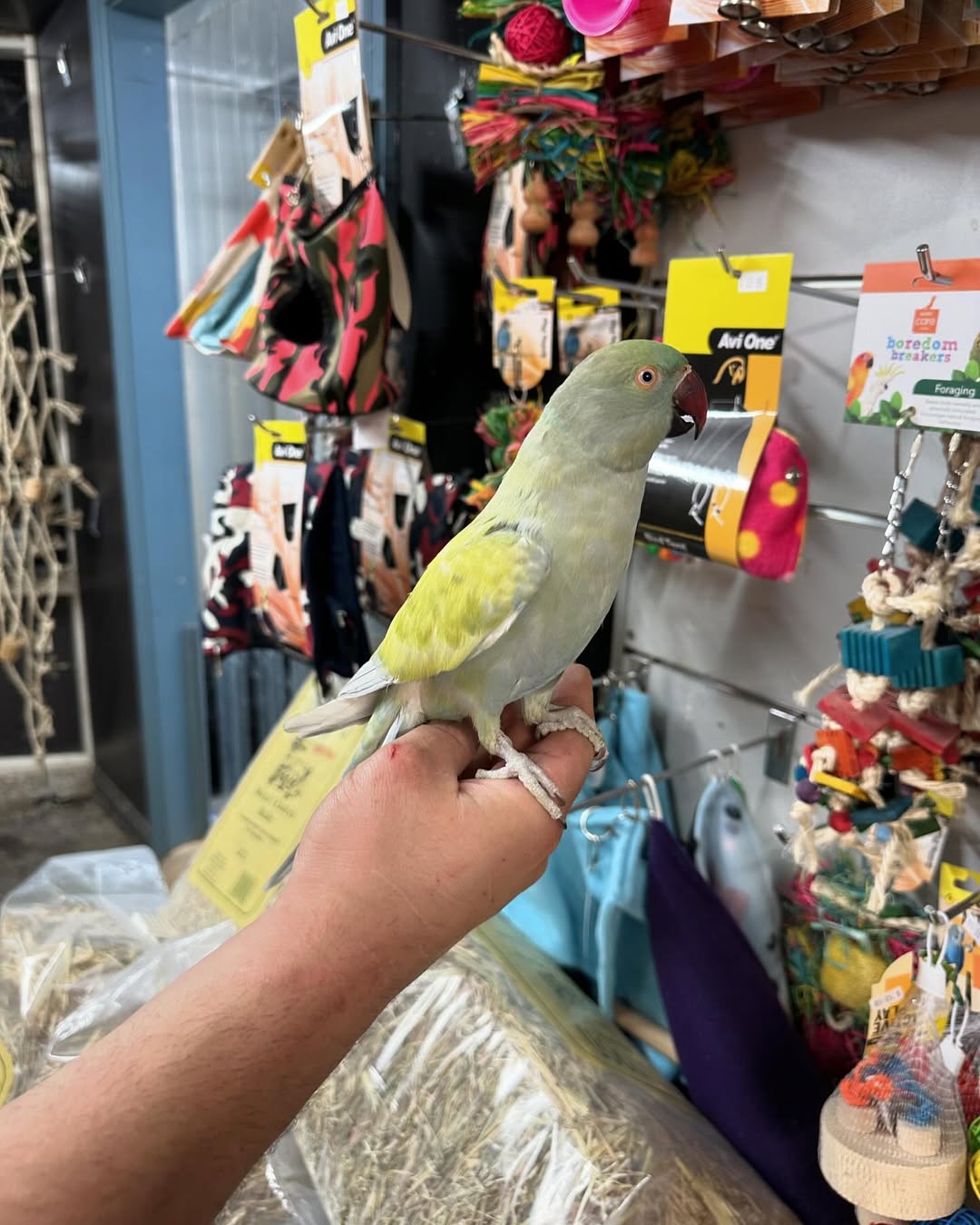 Indian Ringneck Parakeets | Smart & Social Pets