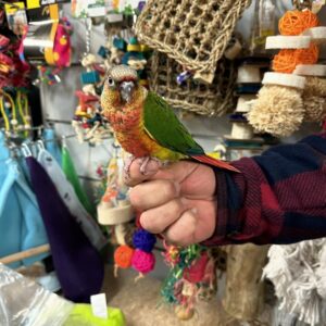 Green-Cheeked Conures | Playful & Friendly Parrots