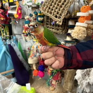 Green-Cheeked Conures | Playful & Friendly Parrots