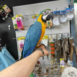 Blue & Gold Macaw Parrot for Sale | Healthy Birds