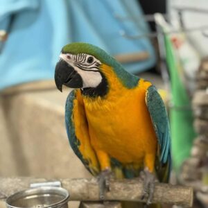 Blue & Gold Macaw Parrot for Sale | Healthy Birds